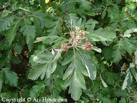 Sorbus hybrida, suomenpihlaja